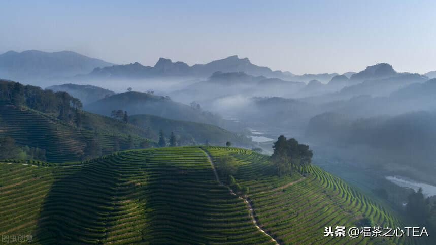 对天价茶，大声说“不”