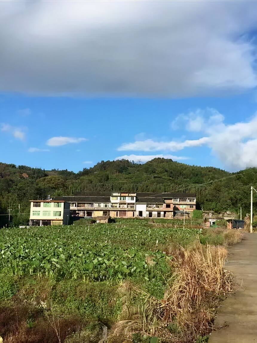 炉屯村：专业化科学管理，铸就福鼎白茶“清”韵正味