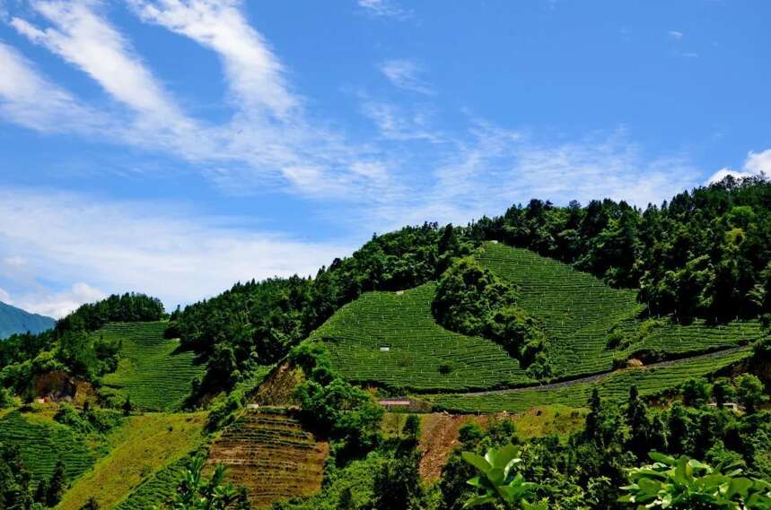 全国唯一的丝绵茶，产地在湖北