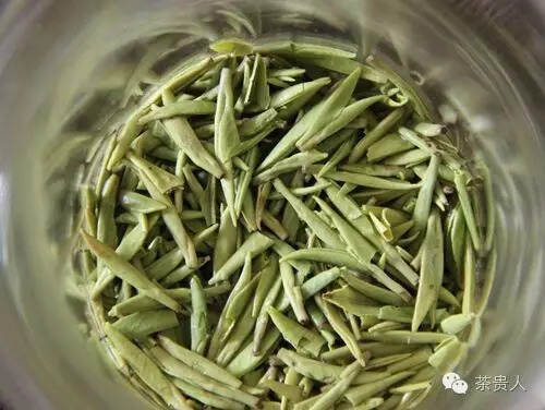 绿茶种类集结号，为你杯里的绿茶站队