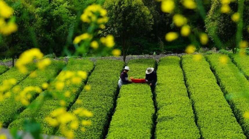 面对激烈的茶叶市场，湖北茶将何去何从？