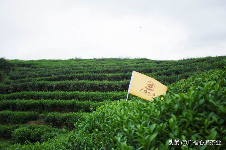 “新·鲜”茶山行：两天三夜行程大揭秘|广福心道·心动态