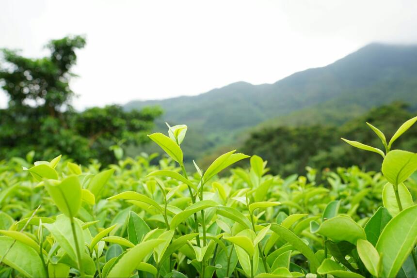 清明节快到了，你关心假期，而我更关注“明前茶，贵如金”