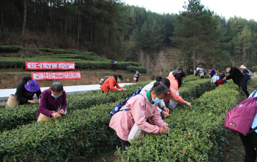 镇巴盐场：小茶叶书写乡村振兴大文章