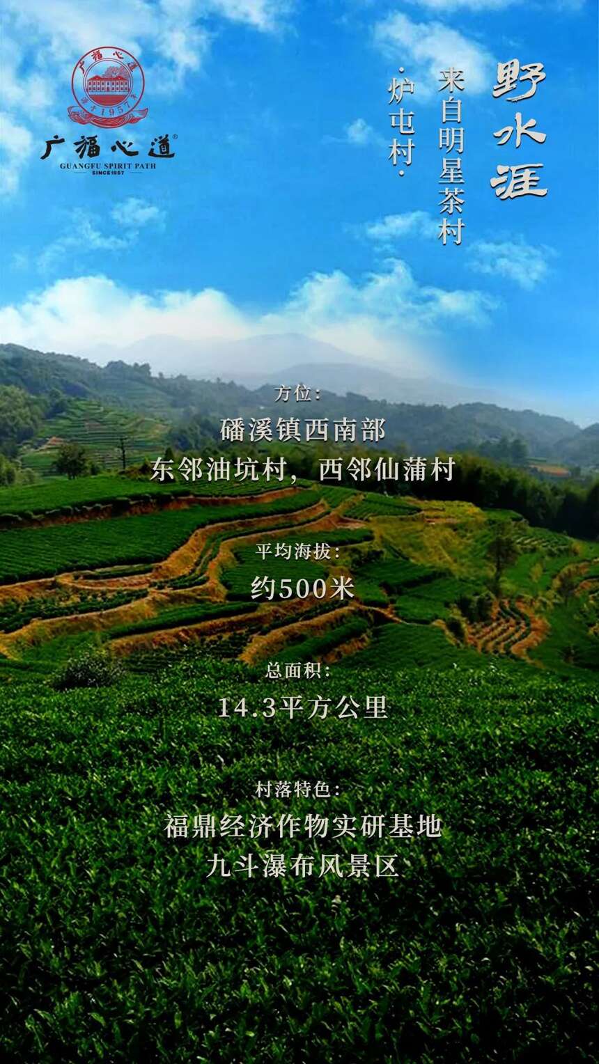 炉屯村：专业化科学管理，铸就福鼎白茶“清”韵正味