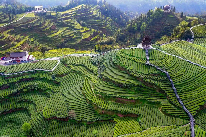 “一叶茶”牵动两地情 余杭助力湖北省咸丰县茶产业链建设