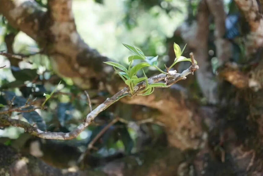 普洱茶口感的深度分析｜化学篇