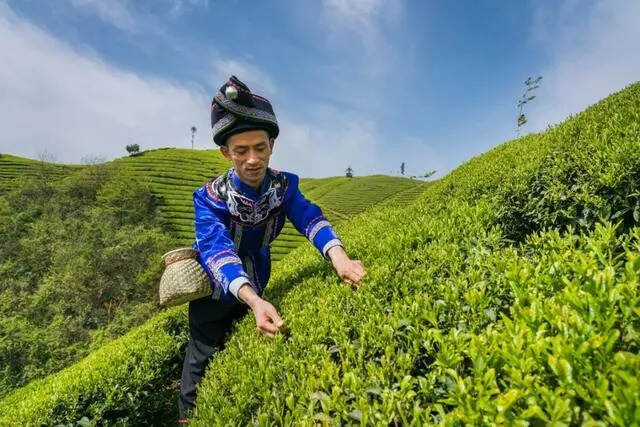 看一片茶叶，如何唱起恩施“重头戏”