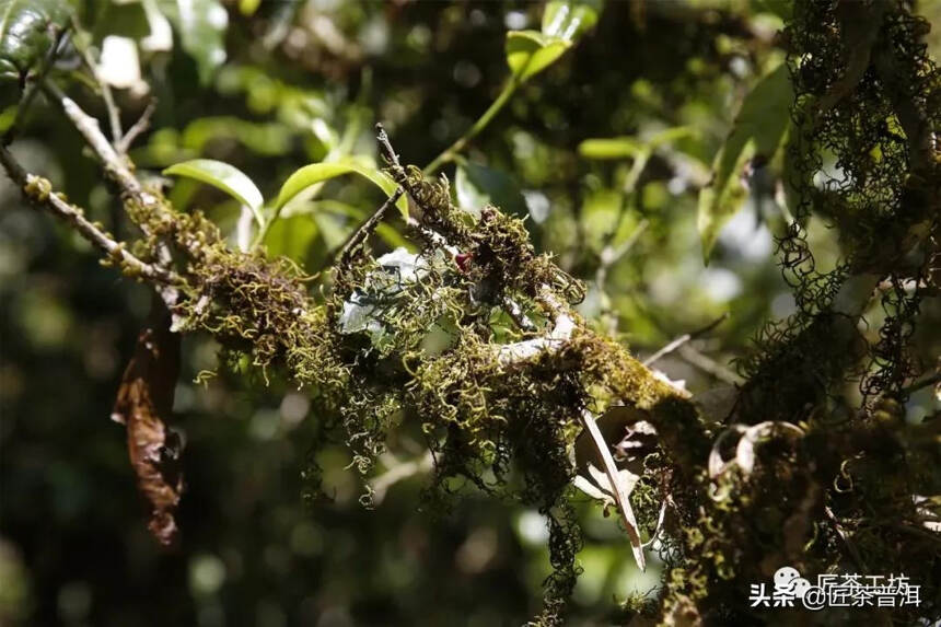 古六大茶山，哪一座才是茶人至爱？