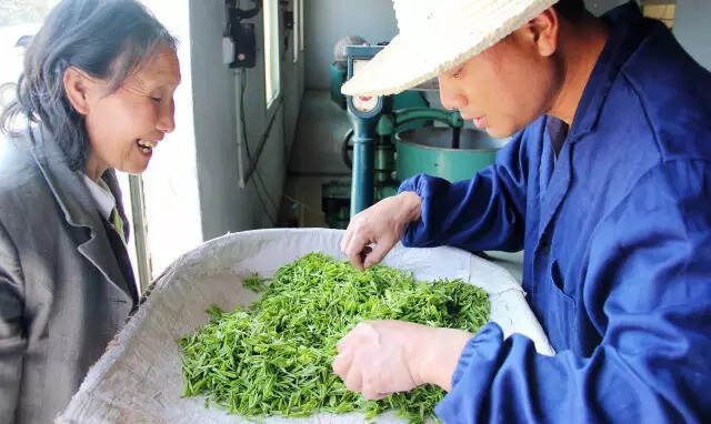 明前绿茶是这样“炼”成的！技术贴非鸡汤