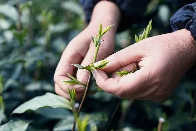 一茶在手，四季都有