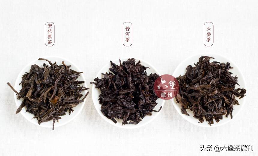 都是黑茶，广西六堡茶、云南普洱茶和安化黑茶有什么区别？