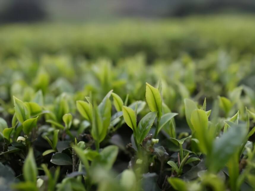 早春当饮什么茶？必须有它