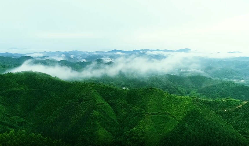 六堡茶与民间艺术：古老经典的采茶戏