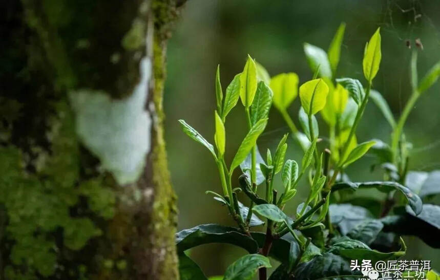 纯料茶PK拼配茶，你站哪队？