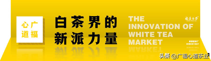 古井村：追寻茶山情怀，这里是我们的白茶梦最开始的地方