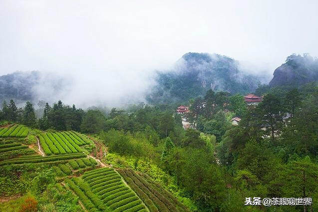 岩茶的绝佳环境：岩茶的风骨，生于烂石；岩茶的花香，来自仙境