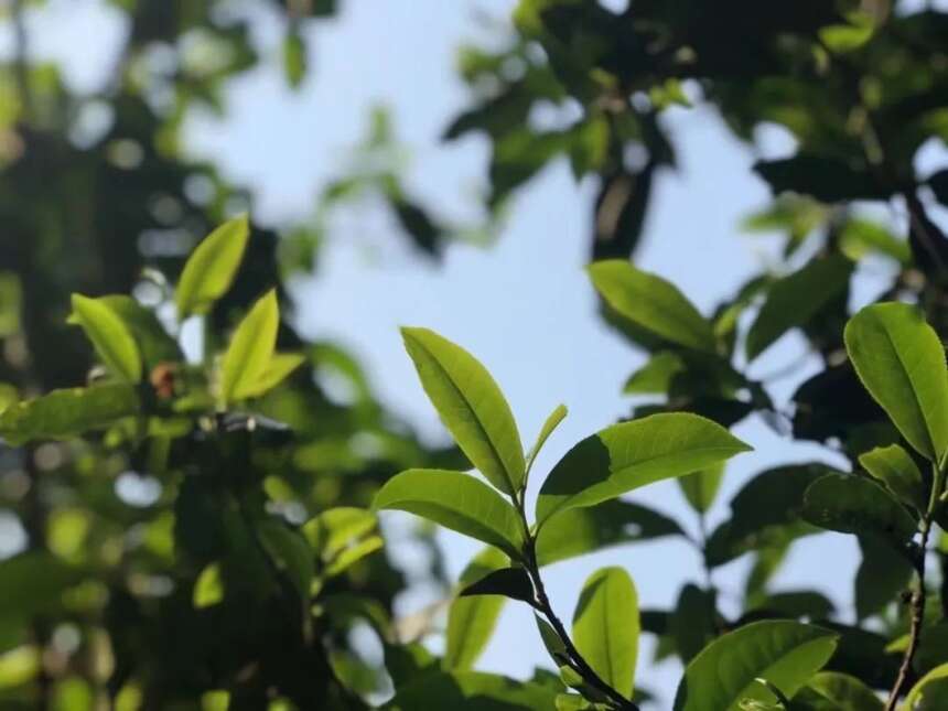 一千个茶人心中有一千部《茶经》