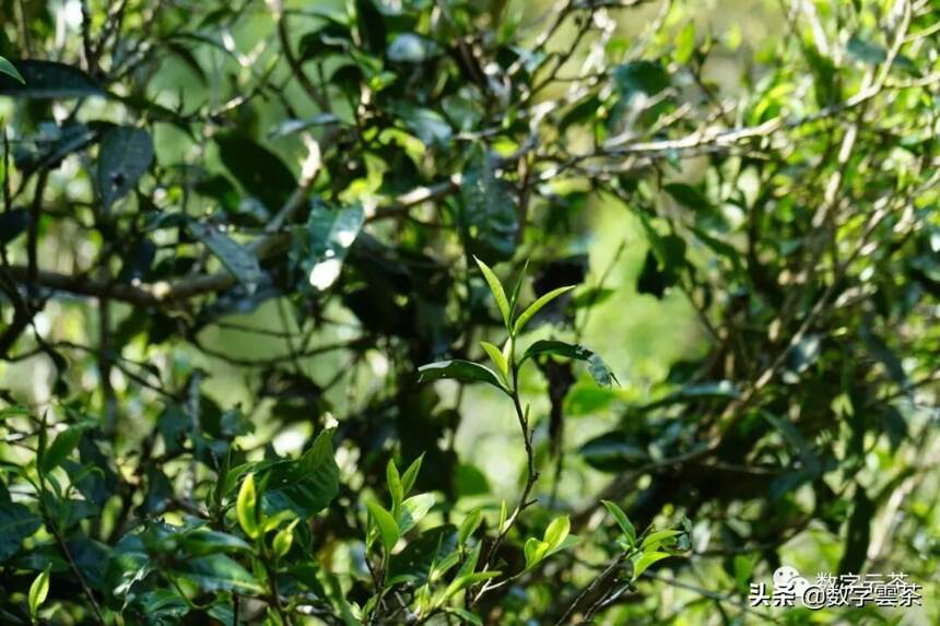 茶百科 | 关于拼配，你需要知道的秘密