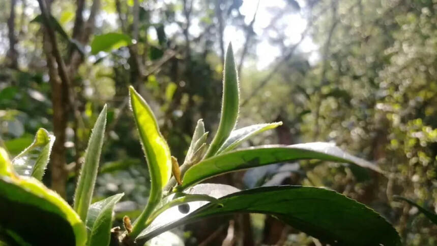 你是有茶瘾的老茶虫客吗？