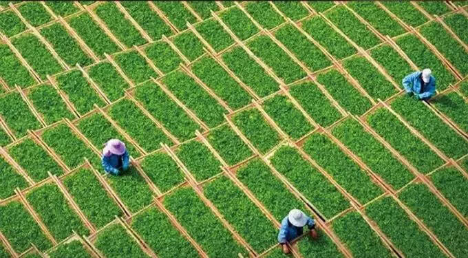 「懂茶」说说白茶中的氨基酸