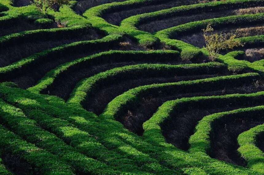 几十元与上千元的茶，差在哪里？