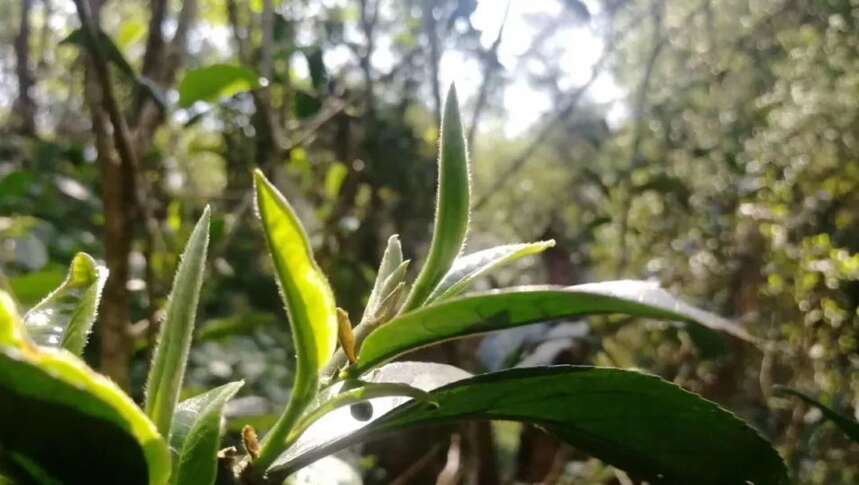 普洱茶新手防坑指南