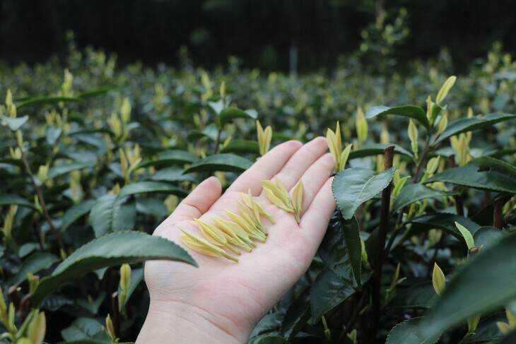 郑莲英说茶：黄茶小知识