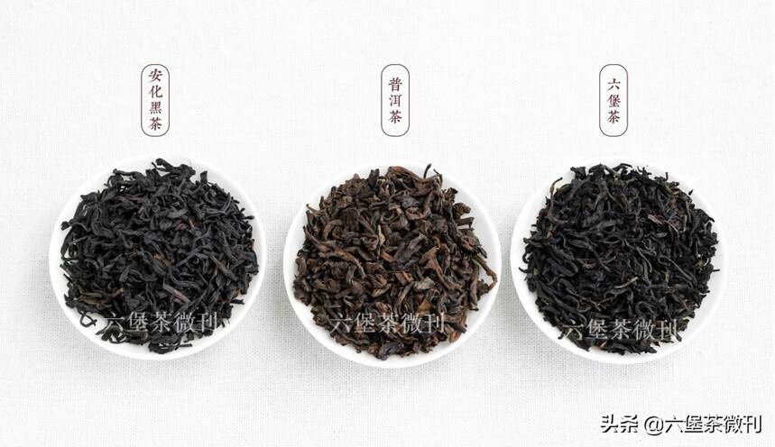 都是黑茶，广西六堡茶、云南普洱茶和安化黑茶有什么区别？