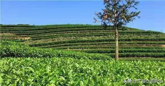 我生于“长寿村”，一个明星茶村落。|心道测评