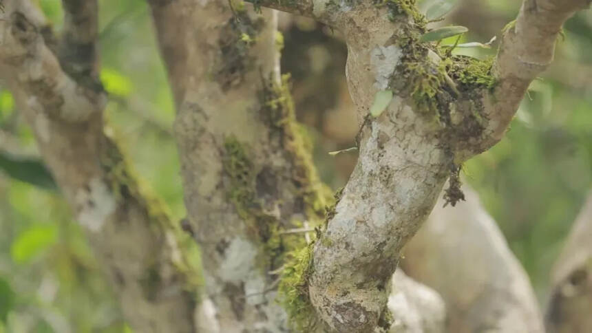 茶，酸了！