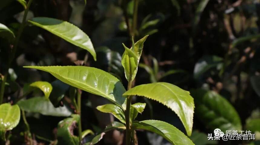 抢“鲜”购春茶，尽享3重福利，还能遍游茶山