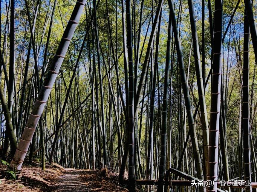 这个海拔500米以上的高山村落，蕴含着福鼎白茶“醇味”之美