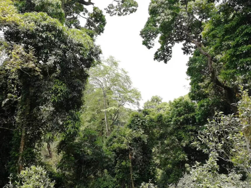 最全的普洱茶分类，你都知道吗？