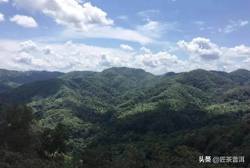 了解普洱茶的干货知识，喝茶不上当