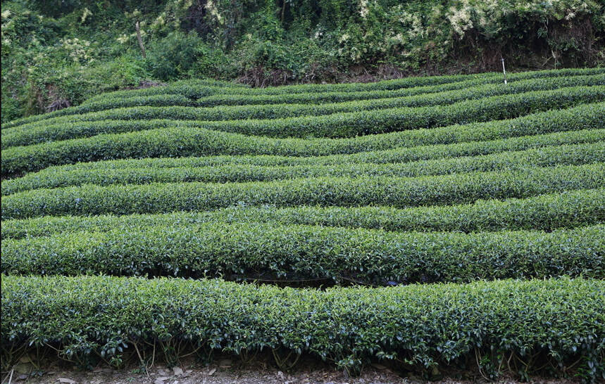 在咸宁校园，这节课是炒茶、喝茶、直播说茶