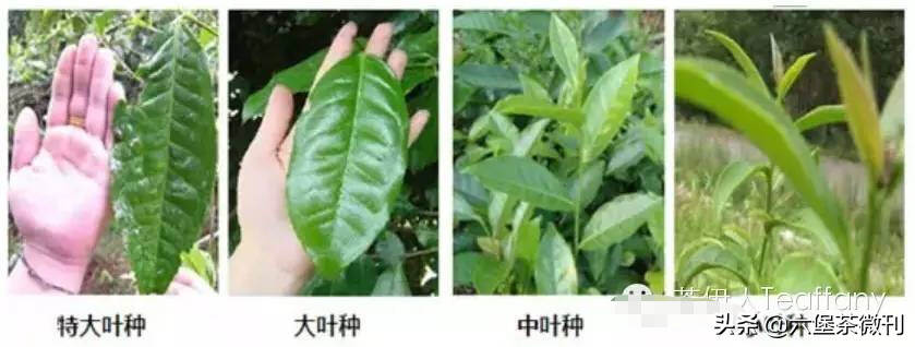 都是黑茶，广西六堡茶、云南普洱茶和安化黑茶有什么区别？