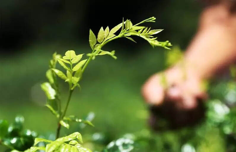 如何拯救受潮茶叶？