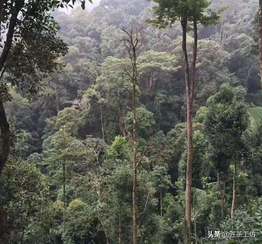 易武黑马-薄荷塘 | 淡雅清爽，纯净卓越