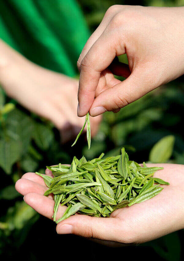 郑莲英说茶：黄茶小知识