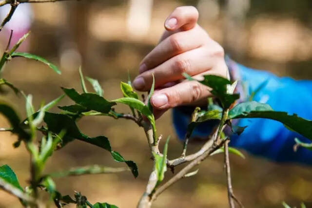 茶能养生的9大秘密