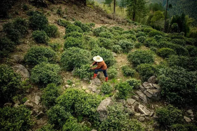 这款茶改变了英国人的下午