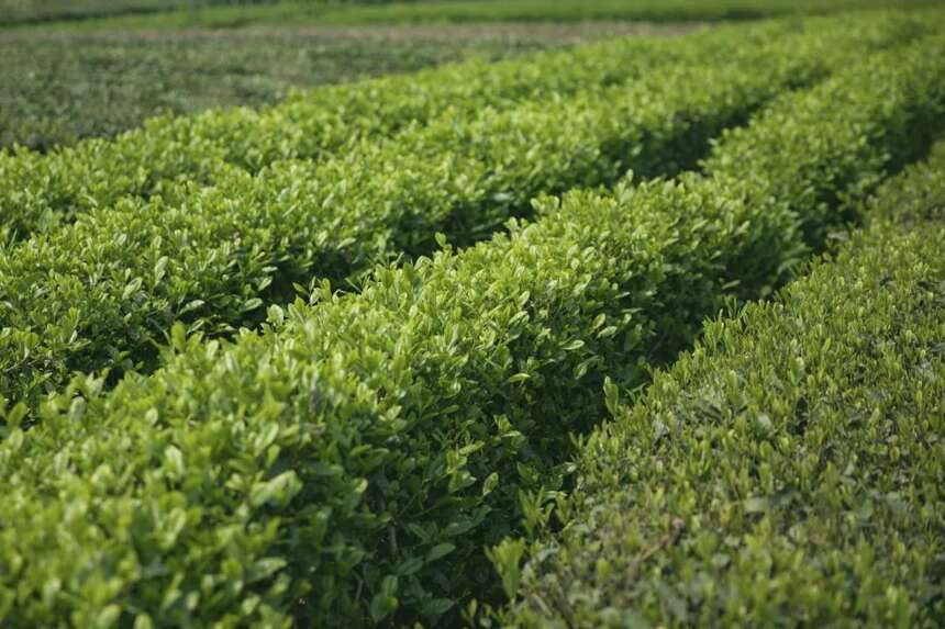 造势而起 燃动“湖北茶”