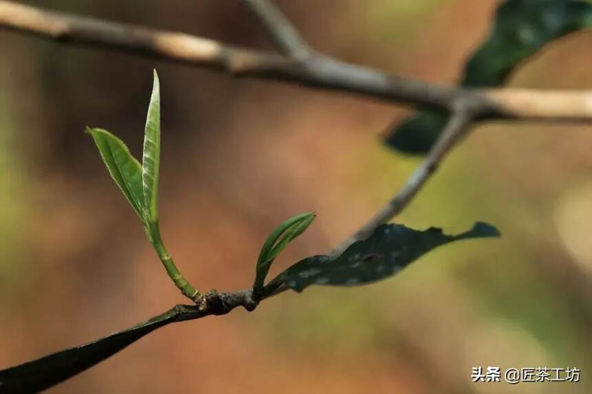 弯弓· 一代天骄，厚积薄发强势归来