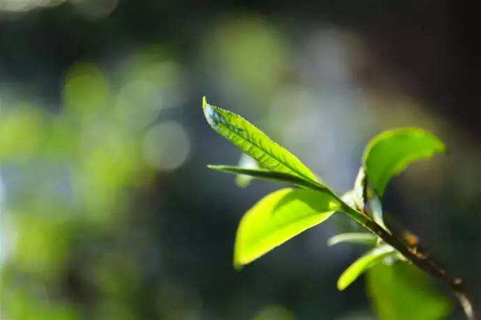 春茶来袭，茶友该如何选购春茶？