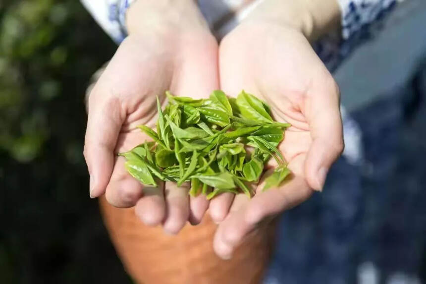 人间四月春光柔和，又快到一年采茶季，陕南茶园欢迎您