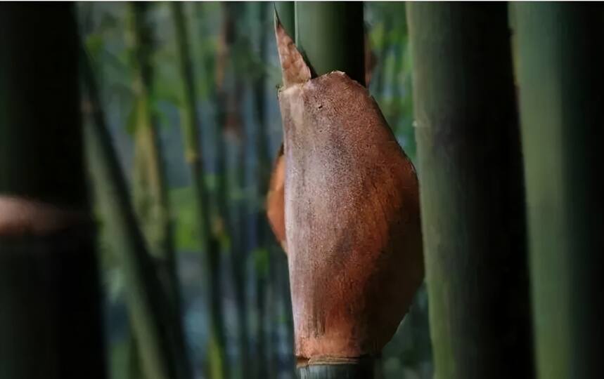 普洱茶的衣服｜「马三」与「竹箬」