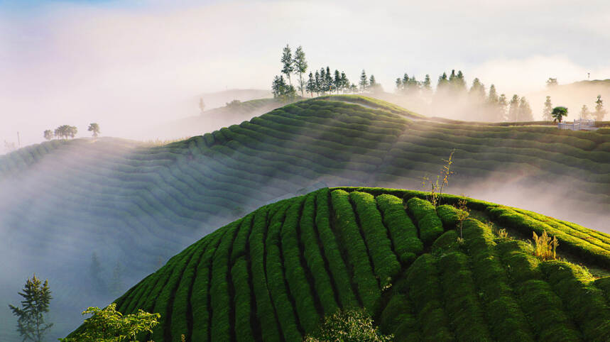 鹤峰古茶树群，填补湖北“万里茶道”茶树古迹空白