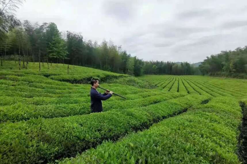 “振兴湖北茶”合作品牌巡礼 |赤壁市赵李桥塔峰茶业股份有限公司