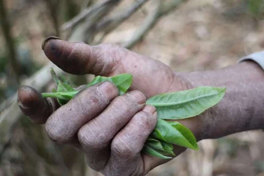 一千个茶人心中有一千部《茶经》